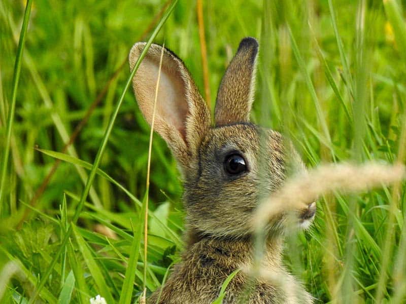 A summer of ponds, wildlife and dodgy DIY | mywildlife